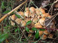 Monte_Spagnolo - Hypholoma_fasciculare_20101010 028.jpg